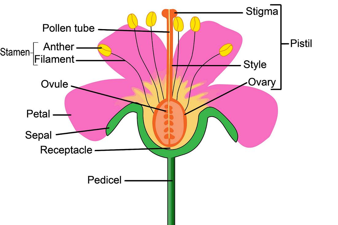 Cut-away diagram of flower